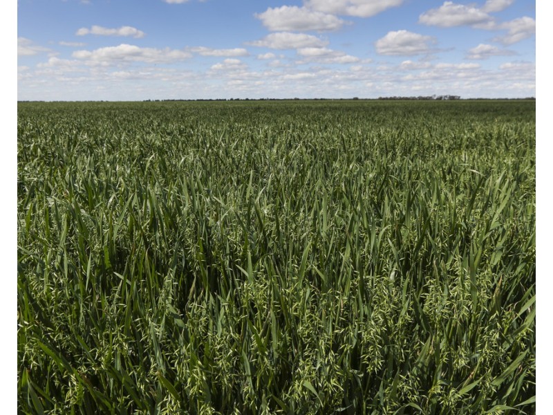 2354 Back Morundah Road, Morundah NSW 2700