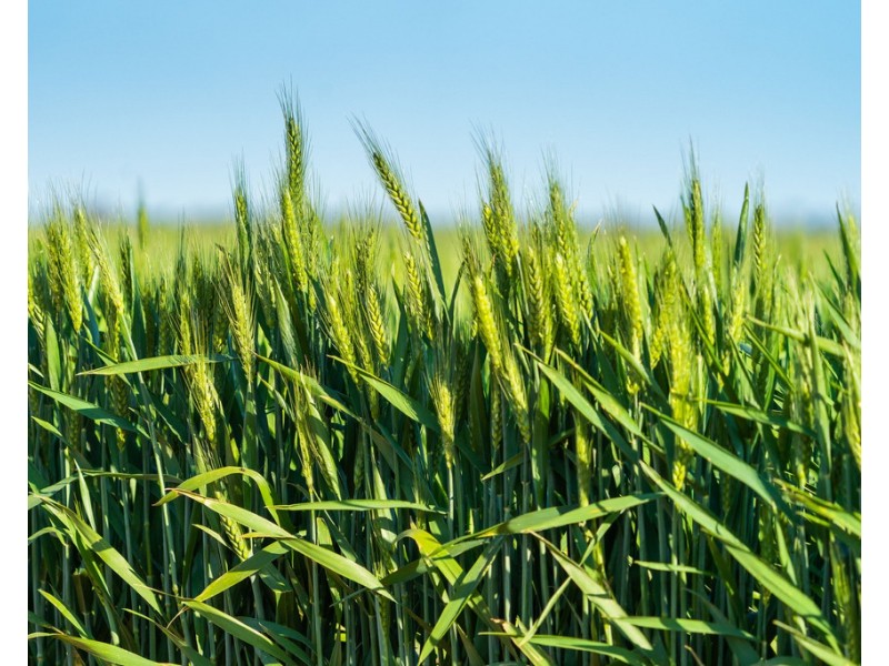 2354 Back Morundah Road, Morundah NSW 2700