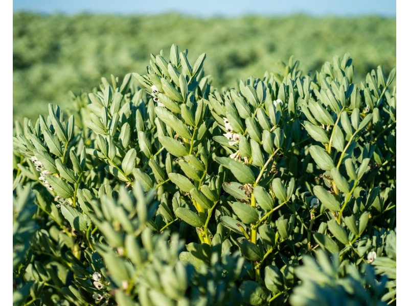 2354 Back Morundah Road, Morundah NSW 2700