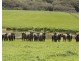 270 Break Oday Road, Glenburn VIC 3717