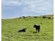 884 TARRONE NORTH ROAD, Tarrone VIC 3283