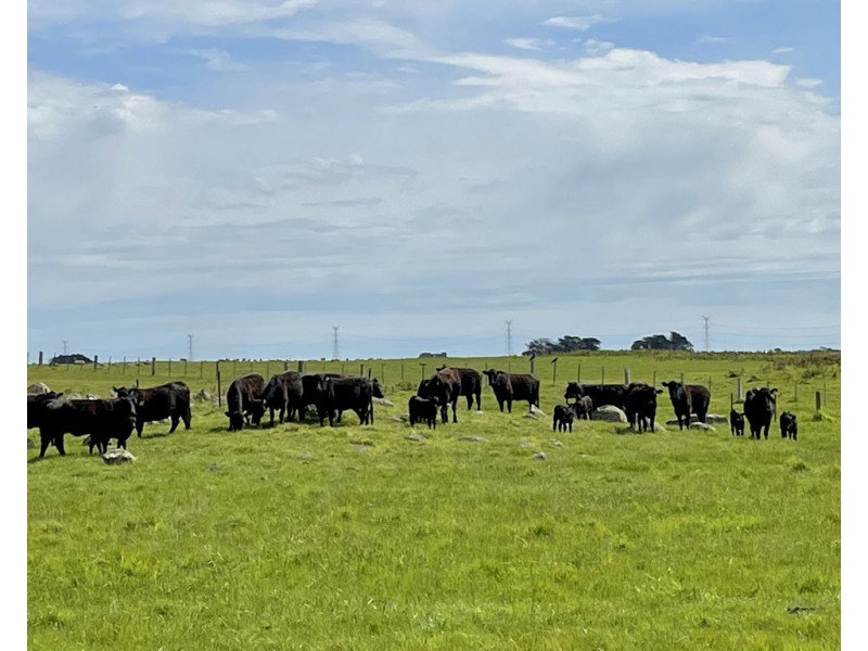 884 TARRONE NORTH ROAD, Tarrone VIC 3283