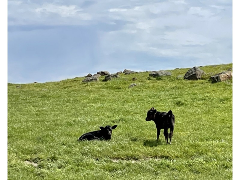 884 TARRONE NORTH ROAD, Tarrone VIC 3283