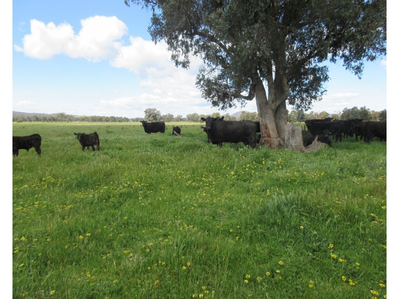 0 Molyullah-Tatong Road, Molyullah VIC 3673