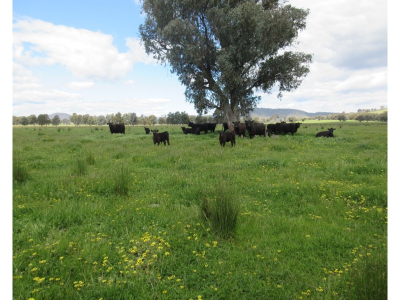 0 Molyullah-Tatong Road, Molyullah VIC 3673