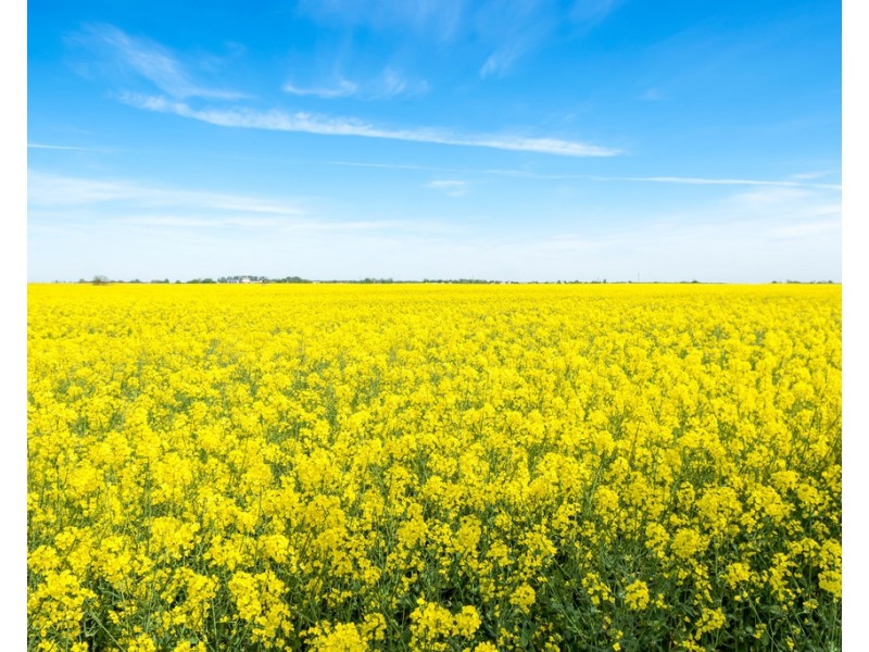 239 and 240 Colac-Ballarat Road, Cressy VIC 3322