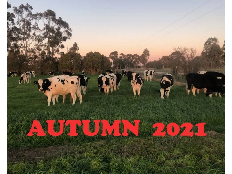 Cnr Matheson and Castles Road, Koyuga VIC 3622