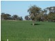 2248 Tantonan Road, Bunnaloo NSW 2731