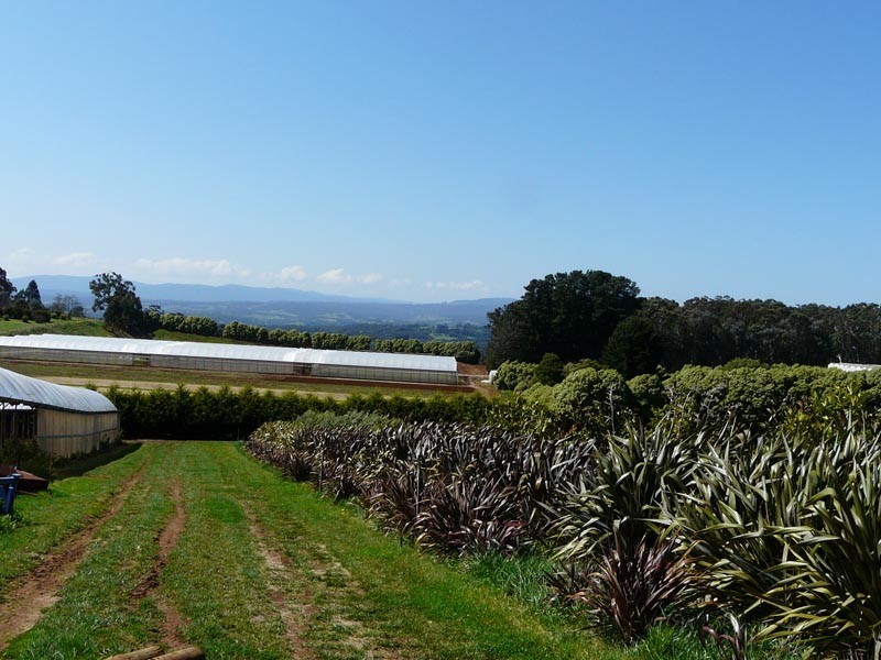 96 Macclesfield Road, Monbulk VIC 3793