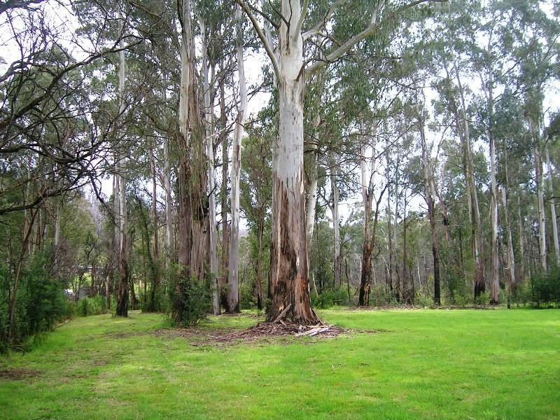 1441 Maroondah Hwy, Buxton VIC 3711