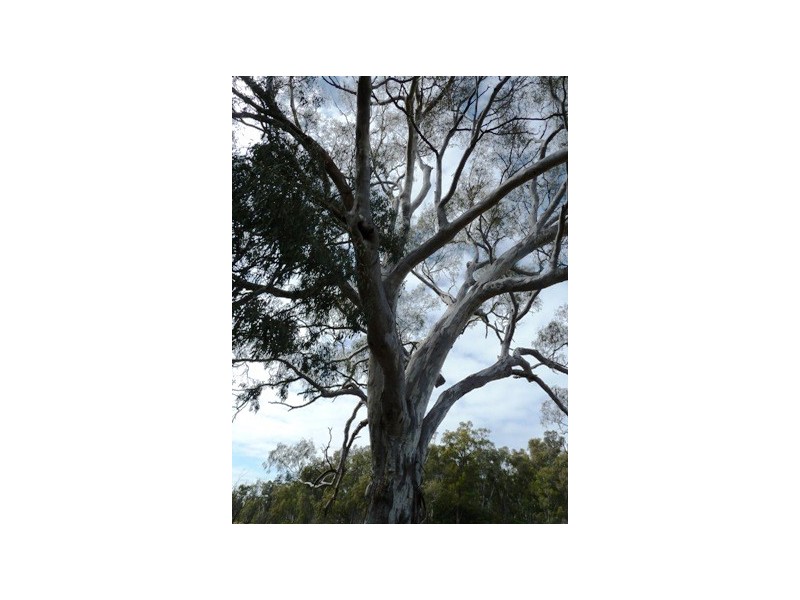 LOT 67 OLD BARMAH ROAD, Moama NSW 2731