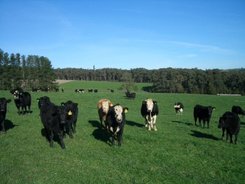 550 Beenak Road, Yellingbo VIC 3139