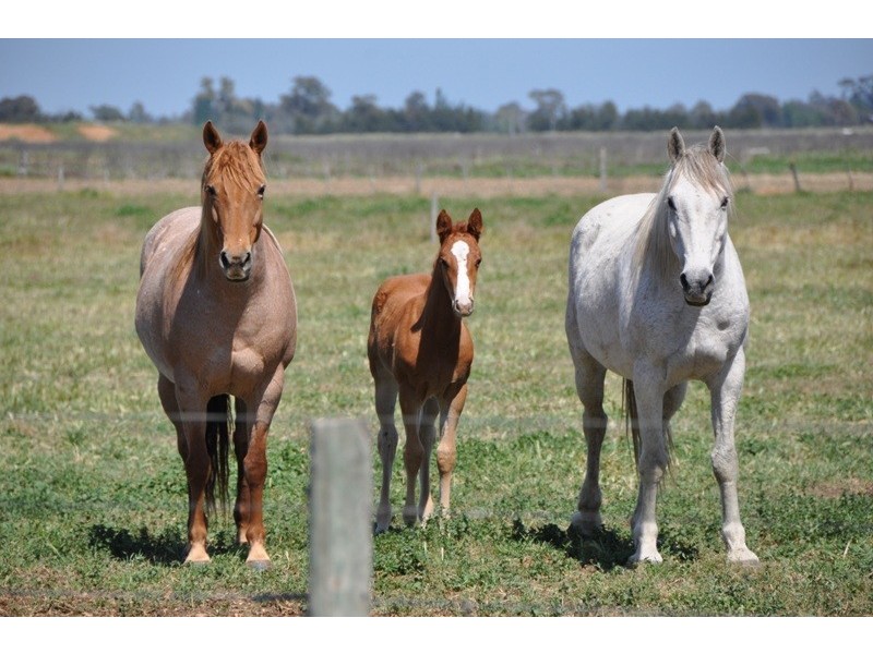 575 Lane Road, Katandra VIC 3634