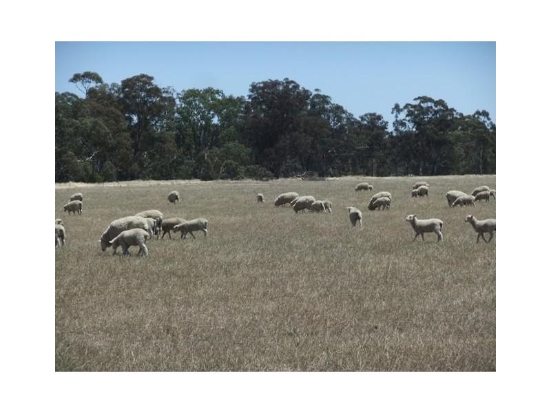 767 Stockham Bridge Road, Kooreh via St Arnaud, St Arnaud VIC 3478