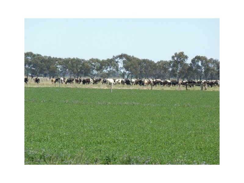 1411 Lowrie Road, Bamawm VIC 3561