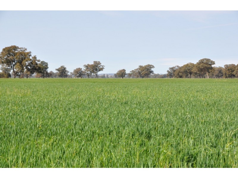 Dookie Devenish Road, Boxwood VIC 3725