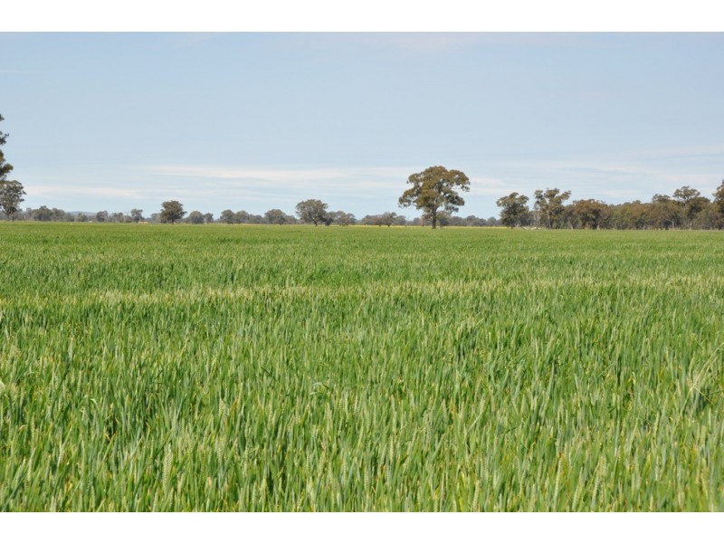 Dookie Devenish Road, Boxwood VIC 3725