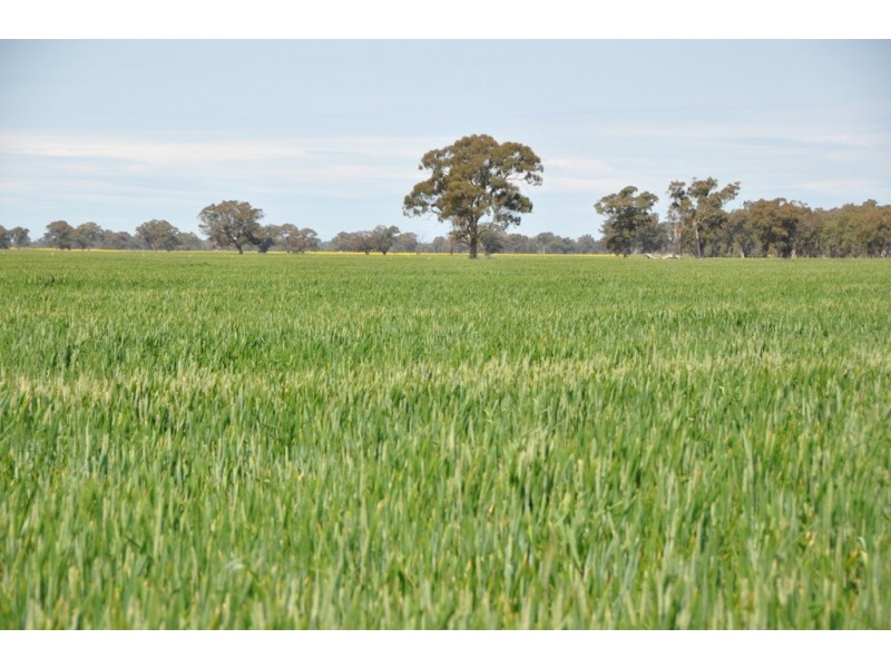 Dookie Devenish Road, Boxwood VIC 3725