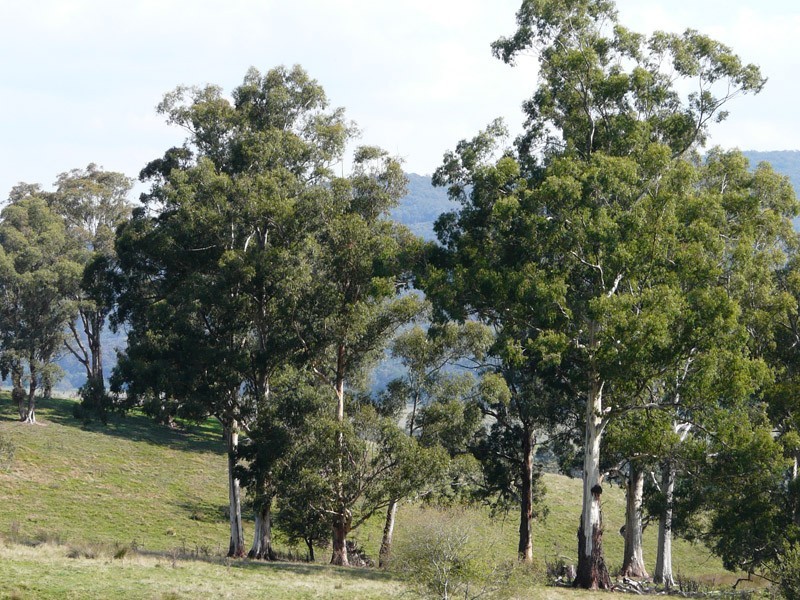 405 Healesville – Koo Wee Rup Road, Healesville VIC 3777