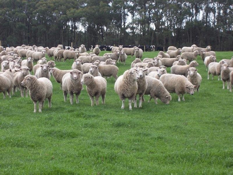 Woolsthorpe VIC 3276