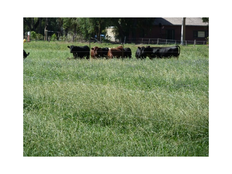 na Prairie Road, Ballendella VIC 3561