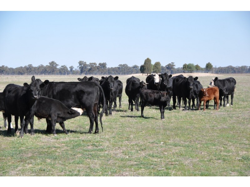 - Violet Town-Murchison  Road, Arcadia South VIC 3631