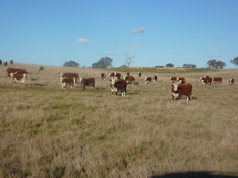 - Sutton Grange Road, Elphinstone VIC 3448