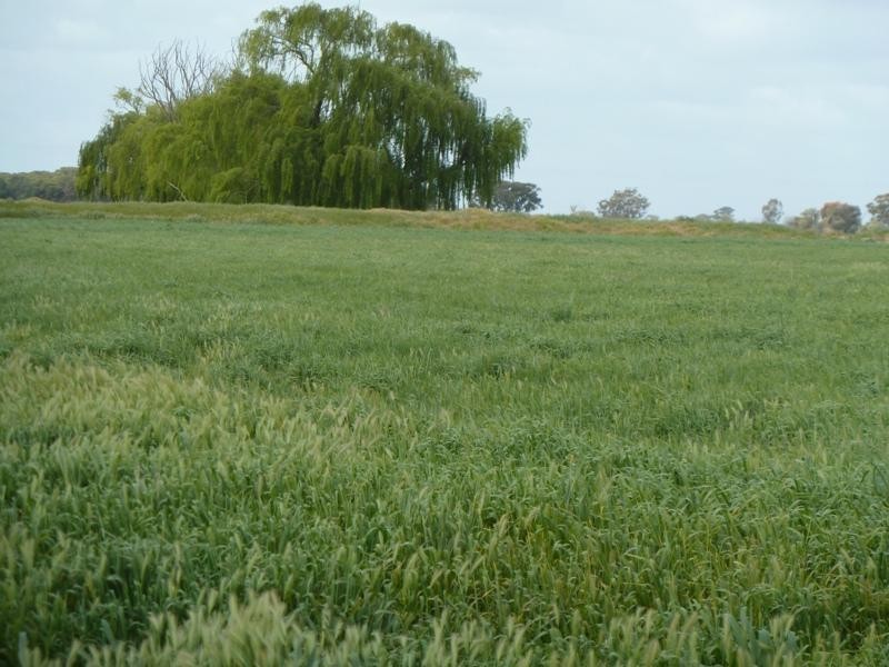 “CobramVale”, Bunnaloo NSW 2731