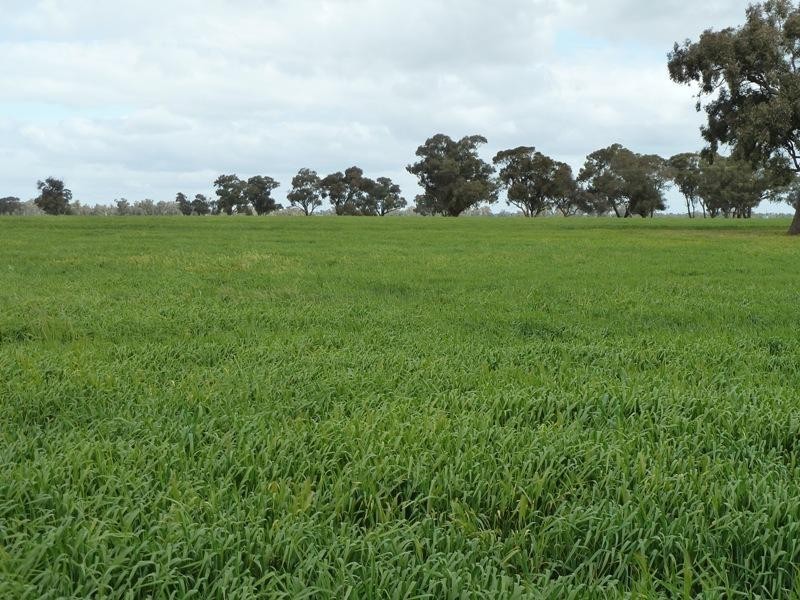 “CobramVale”, Bunnaloo NSW 2731