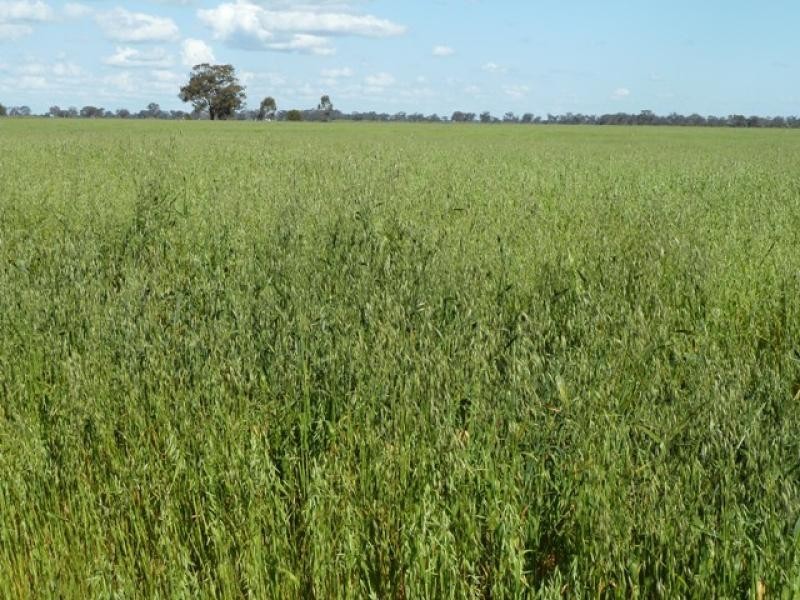 RMB 140 Thyra Road, Moama NSW 2731