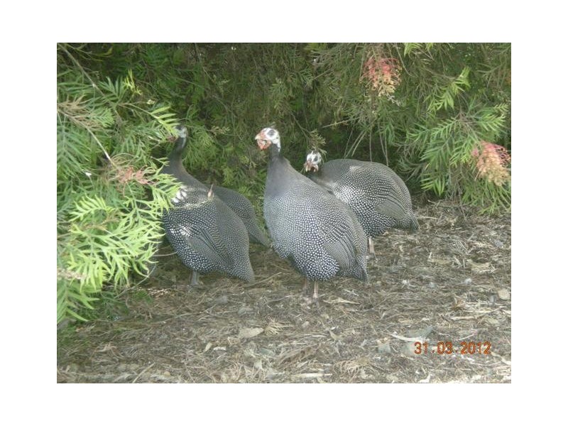 1304 Singer Road, Lockington VIC 3563