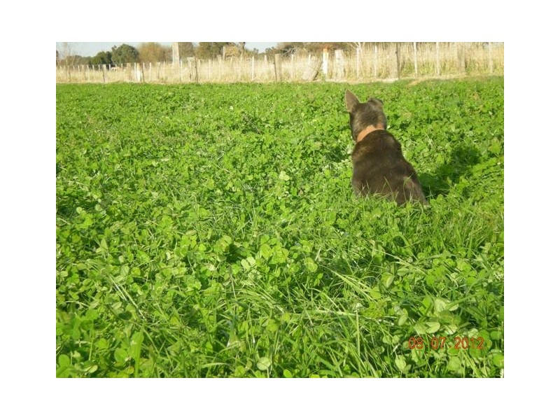 1304 Singer Road, Lockington VIC 3563