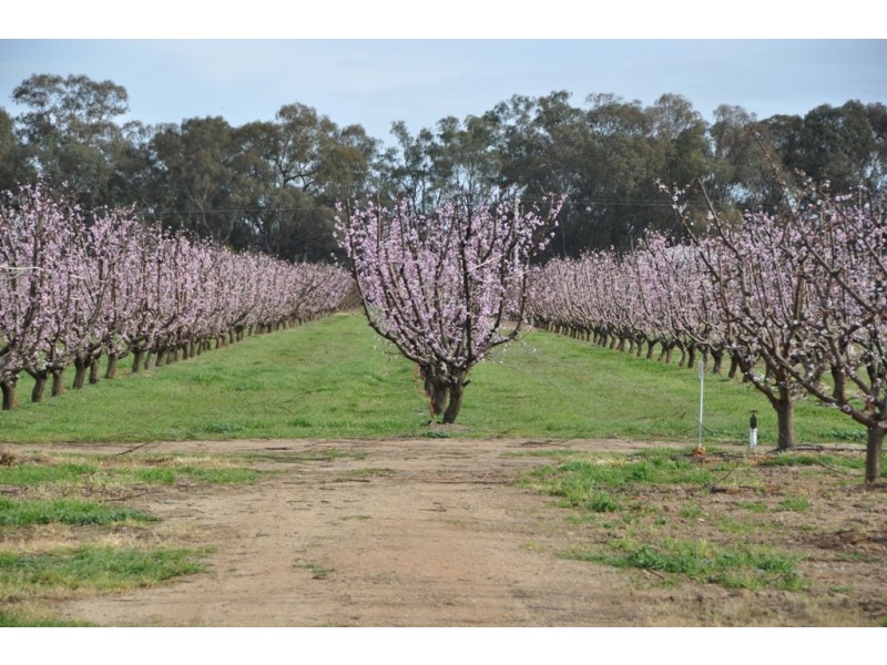 492 Koonoomoo Road, Cobram VIC 3644