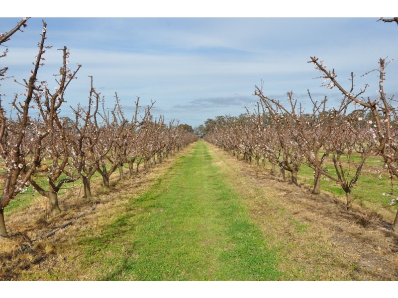 492 Koonoomoo Road, Cobram VIC 3644