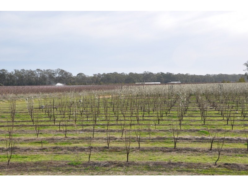 492 Koonoomoo Road, Cobram VIC 3644