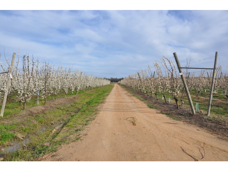 492 Koonoomoo Road, Cobram VIC 3644