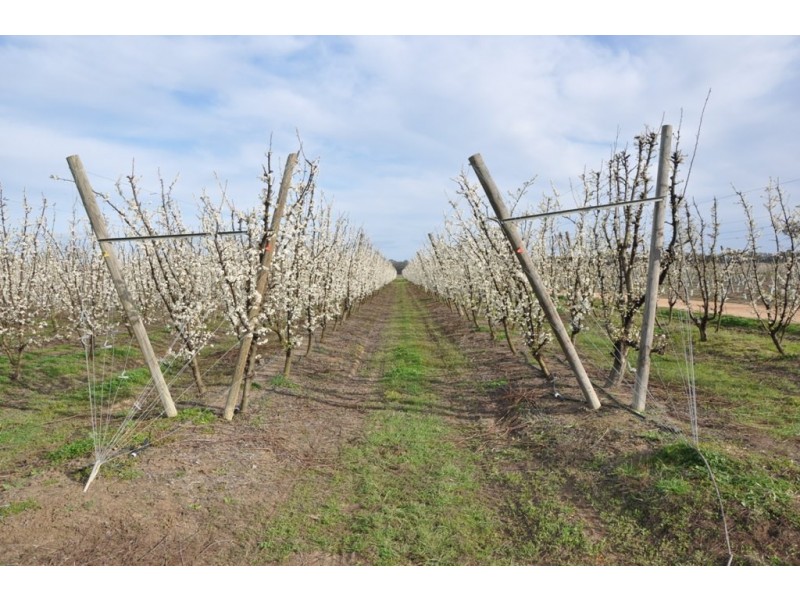 492 Koonoomoo Road, Cobram VIC 3644