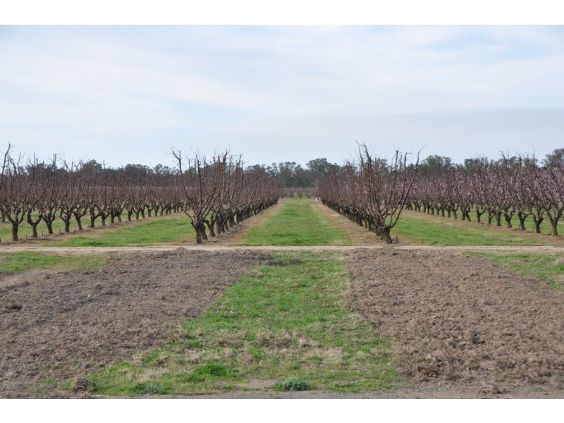 492 Koonoomoo Road, Cobram VIC 3644