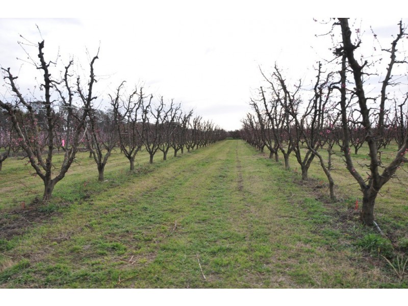 492 Koonoomoo Road, Cobram VIC 3644