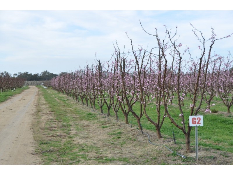 492 Koonoomoo Road, Cobram VIC 3644