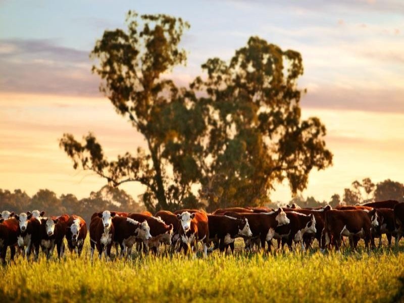 21 Lobbs Lane, Nagambie VIC 3608