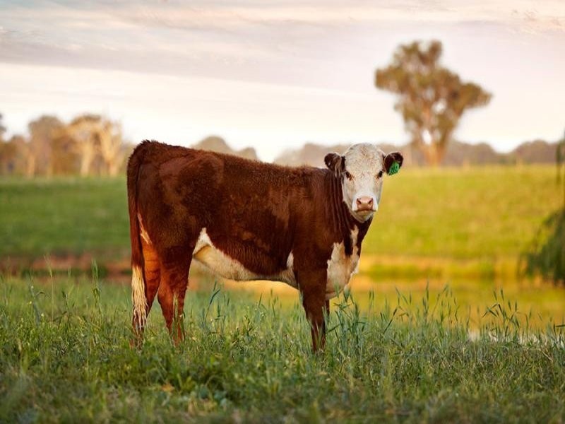 21 Lobbs Lane, Nagambie VIC 3608