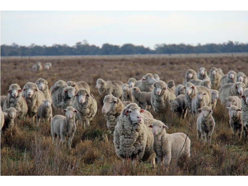 - Deniliquin-Barham Road, Deniliquin NSW 2710