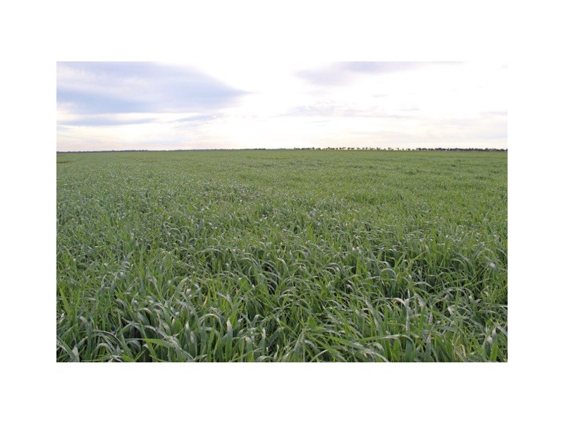 - Deniliquin-Barham Road, Deniliquin NSW 2710
