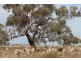 - Deniliquin-Barham Road, Deniliquin NSW 2710