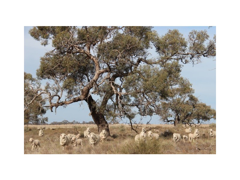 - Deniliquin-Barham Road, Deniliquin NSW 2710