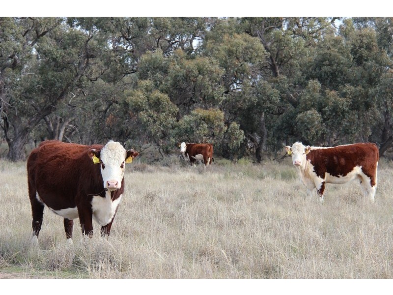 - Deniliquin-Barham Road, Deniliquin NSW 2710