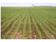 - Deniliquin-Barham Road, Deniliquin NSW 2710