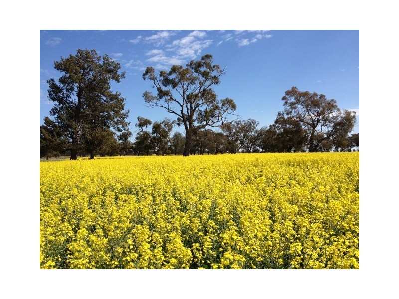 - Line Rd, Moama NSW 2731