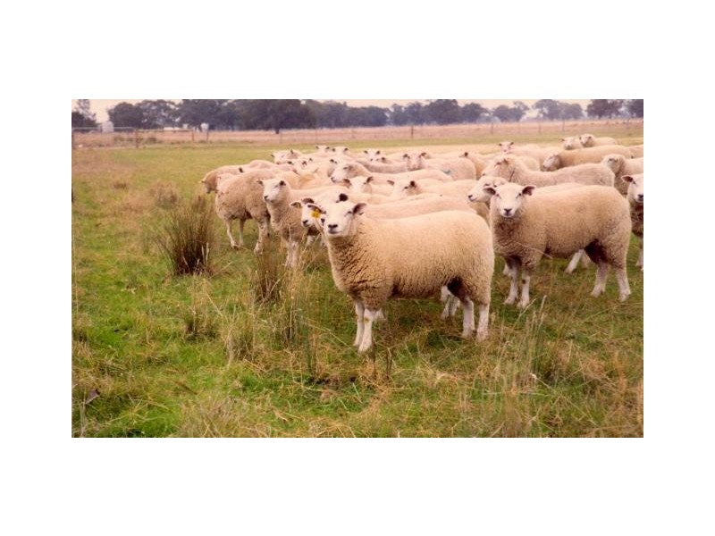 - Line Rd, Moama NSW 2731